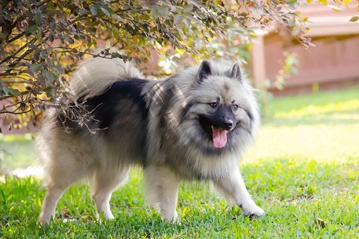 Keeshond Coat