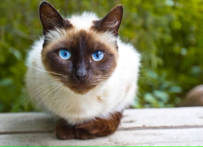 Siamese Cats