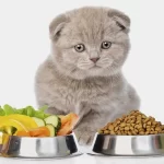 Alternative Diets For Cats