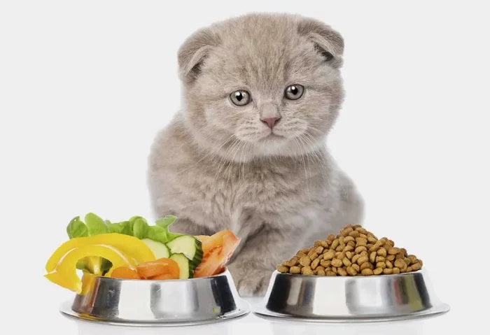 Alternative Diets For Cats