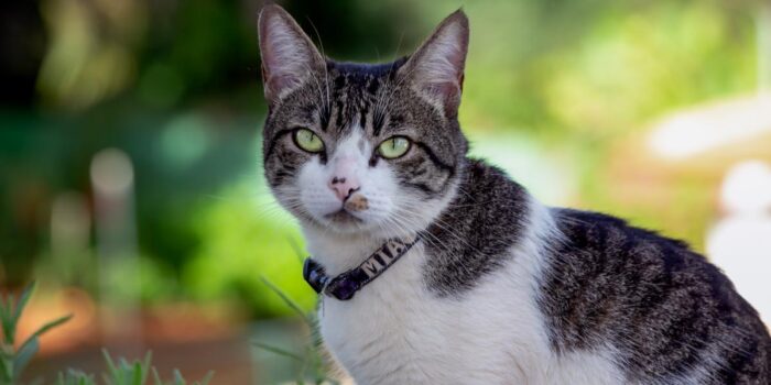 American Wirehair Cat Breeds