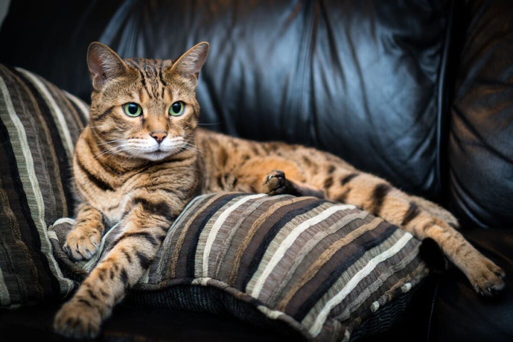 Bengal Cats Behavior