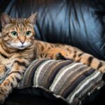 Bengal Cats Behavior