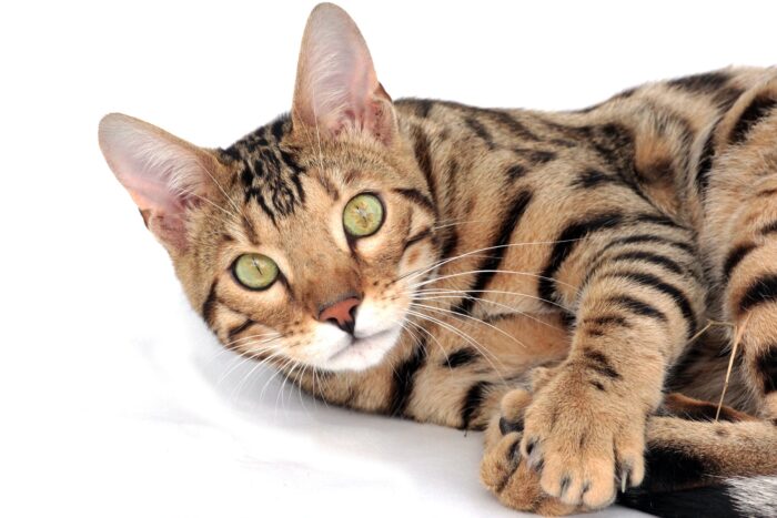 Bengal Cats Health Issues