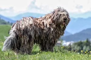 Bergamasco Shepherd Temperament