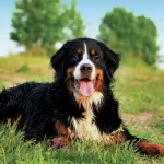 Bernese Mountain Dog Facts