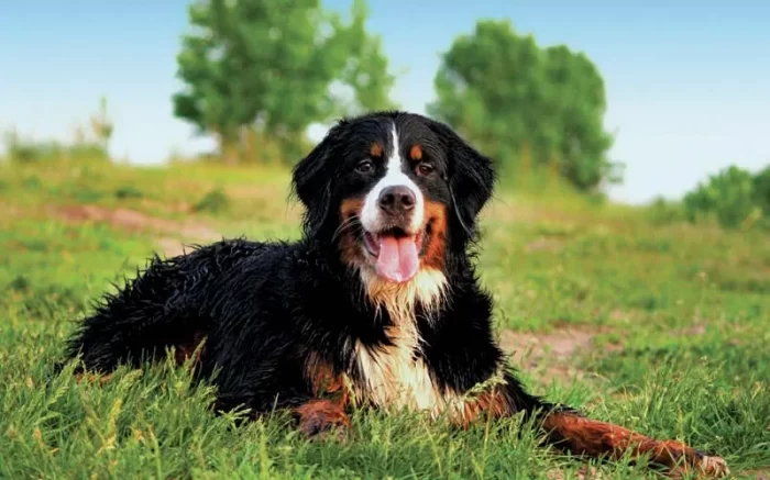 Bernese Mountain Dog Facts