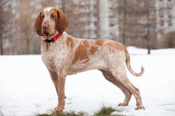 Bracco Italiano Price