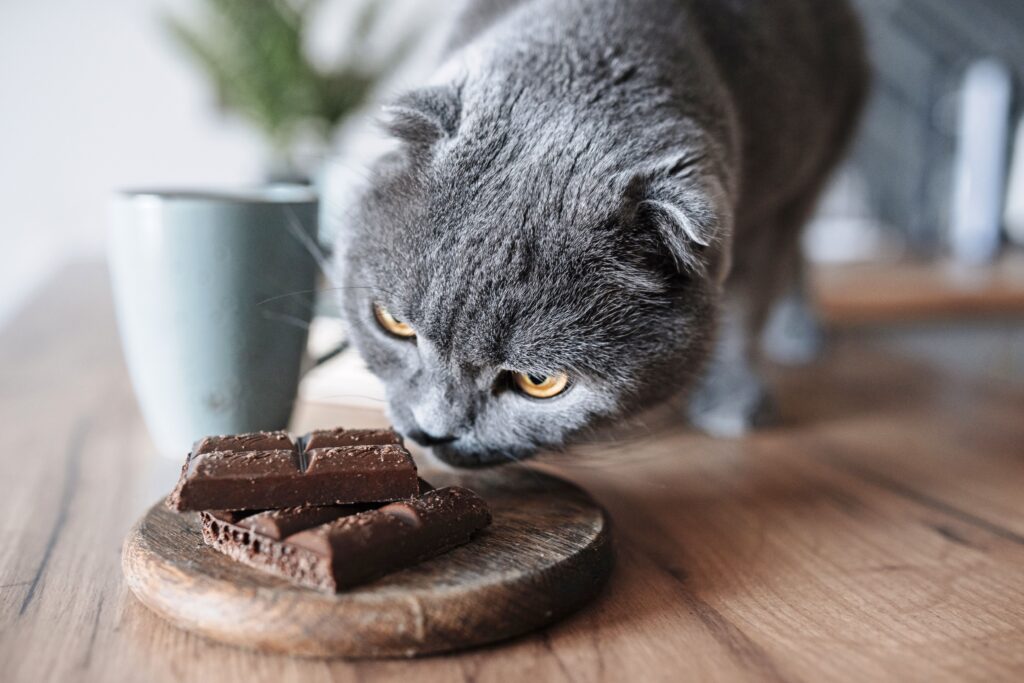 Can Cats Eat Chocolate