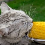 Can Cats Eat Corn