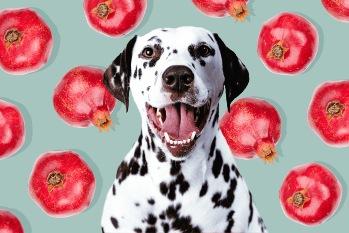 Can Dogs Eat Pomegranate