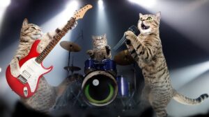 Cats Behavior Cats Music