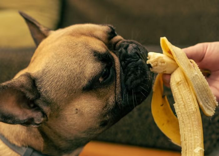 can dogs eat bananas