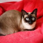 siamese cats origin