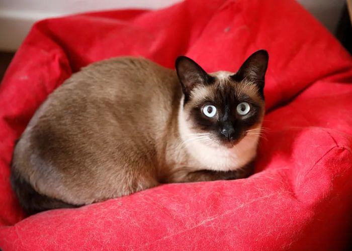 siamese cats origin