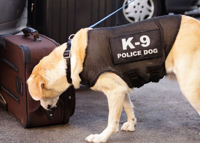 facts about police dogs