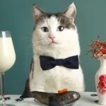 Can Cats Drink Milk?