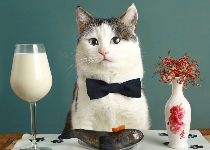 Can Cats Drink Milk?