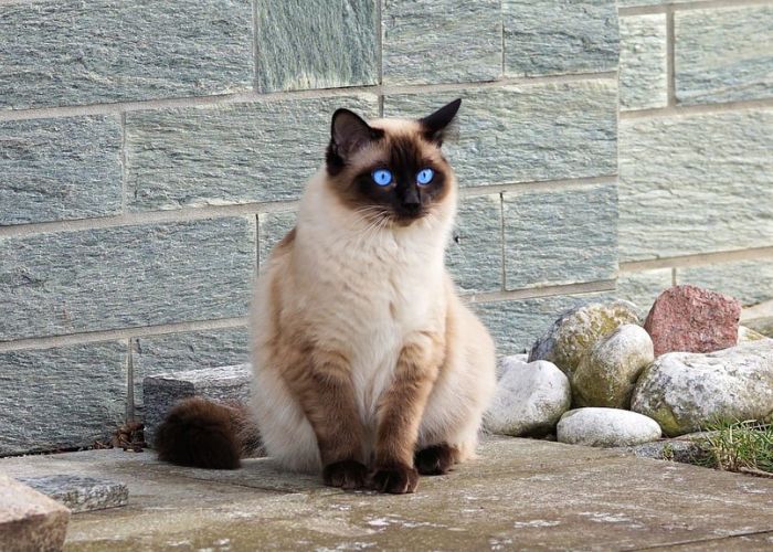 siamese cats personality