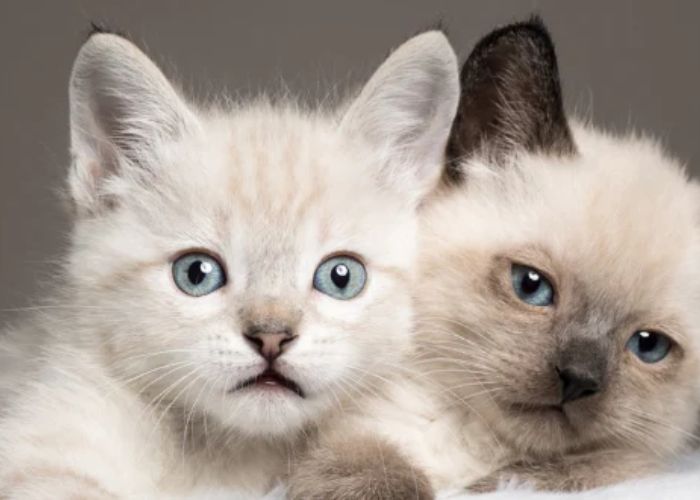 siamese cats history