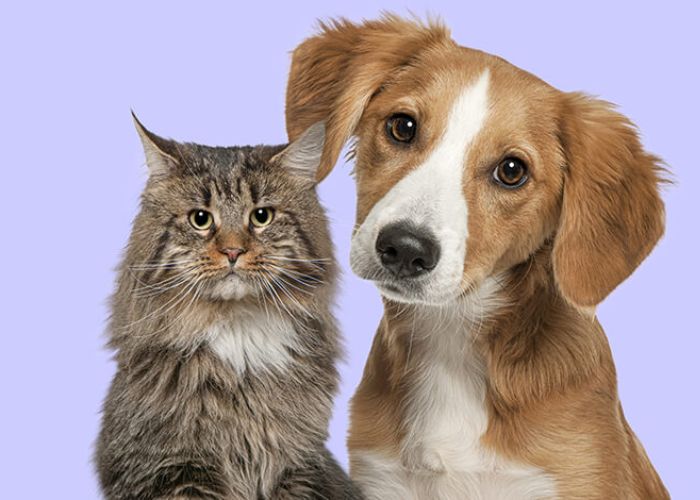 Can Dogs Eat Cat Food?