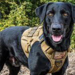 Benefits of Tactical Harness Vests for Dogs