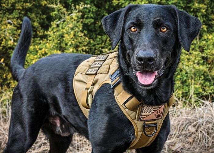 Benefits of Tactical Harness Vests for Dogs