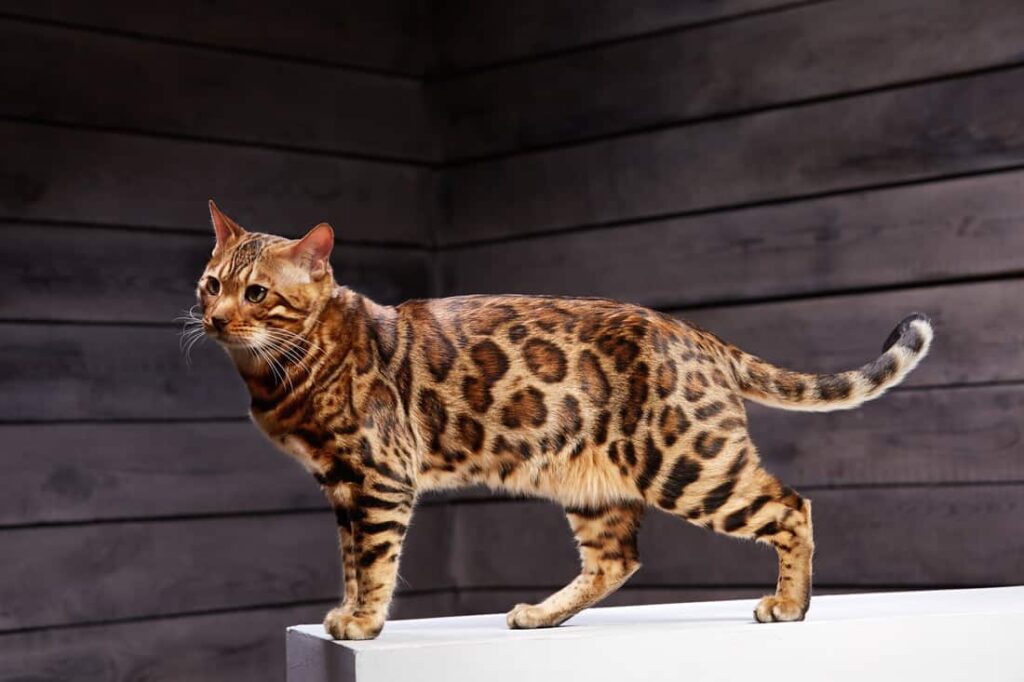 How Big Do Bengal Cats Get