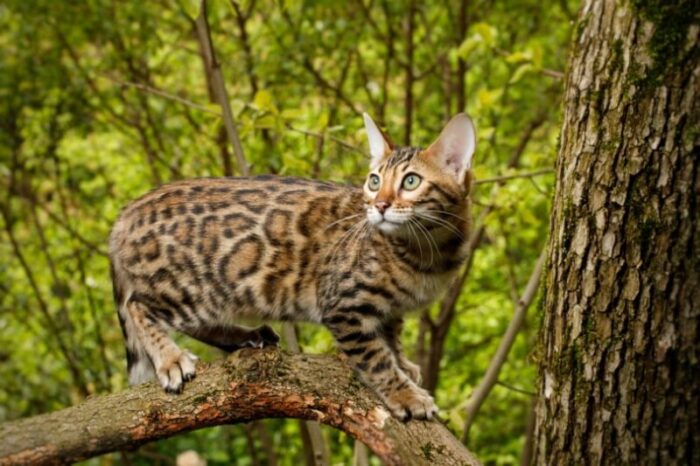 How Long Do Bengal Cats Live