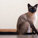 How Long Do Siamese Cats Live