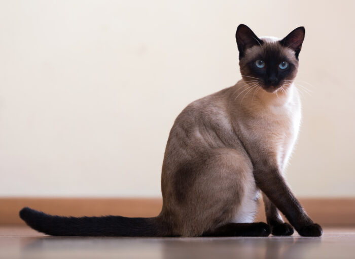 How Long Do Siamese Cats Live