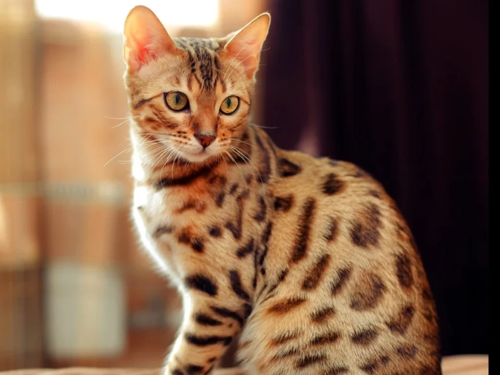 How Much Do Bengal Cats Cost