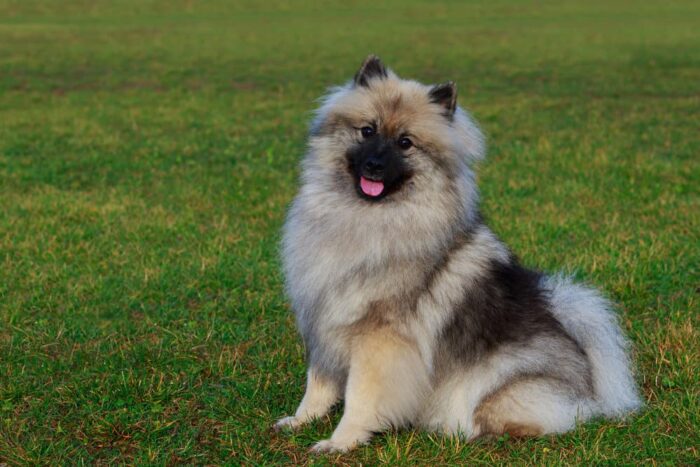 Keeshond Health Issues