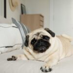 Pug Dog Breed Facts And Personality