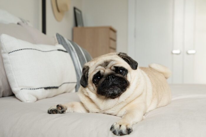 Pug Dog Breed Facts And Personality