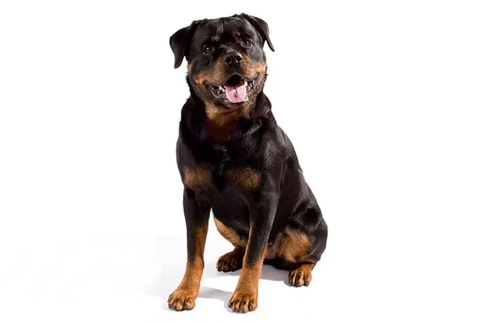 Rottweiler Dog Breed Facts And Personality