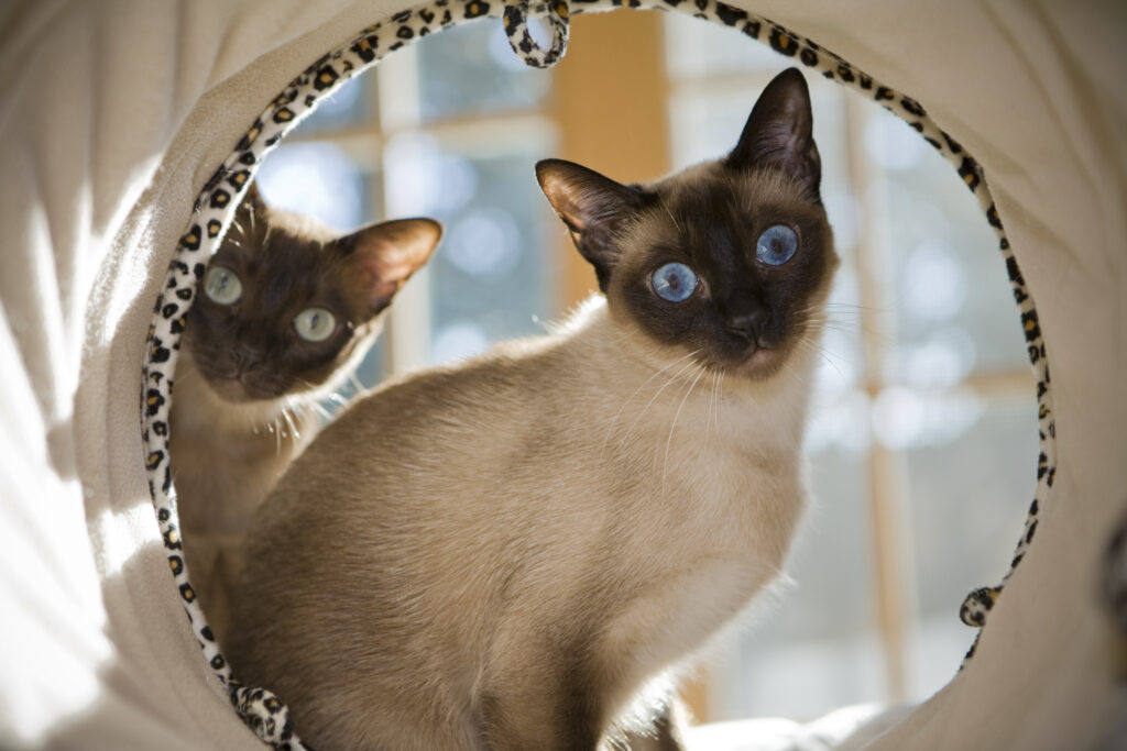 Siamese Cats Behavior