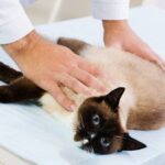 Siamese Cats Health Issues