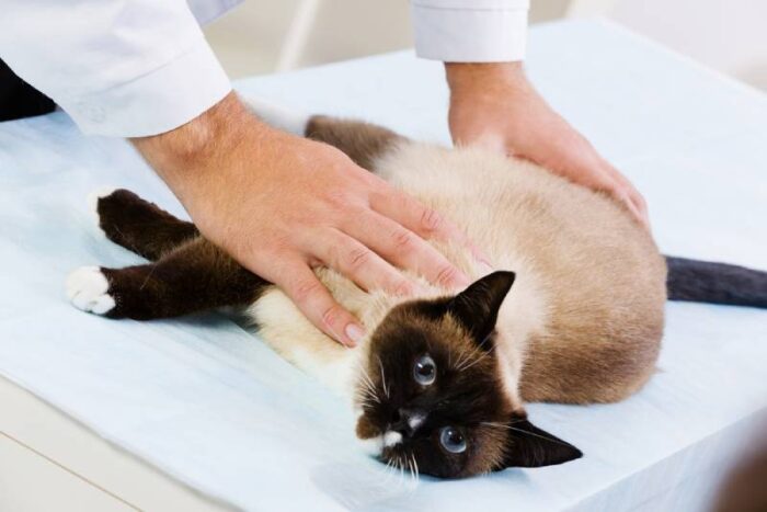 Siamese Cats Health Issues