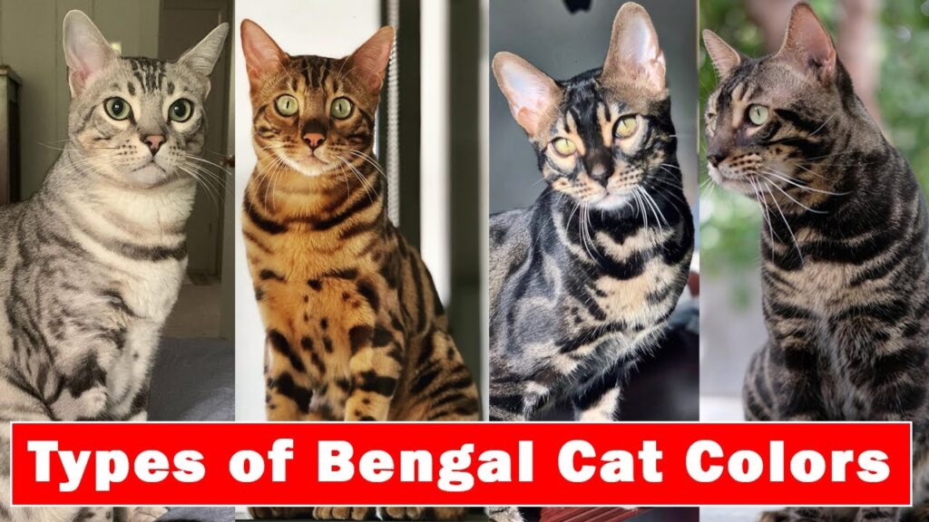 Types Of Bengal Cats