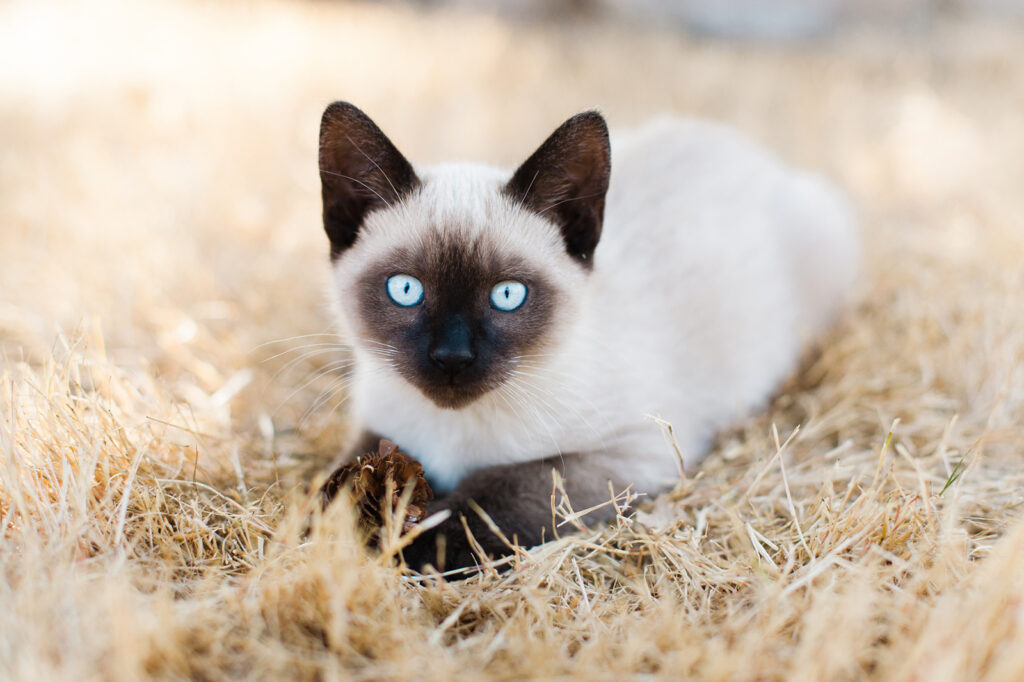 Types Of Siamese Cats