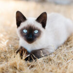 Types Of Siamese Cats