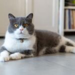 American Wirehair Grey and White Cat Breeds