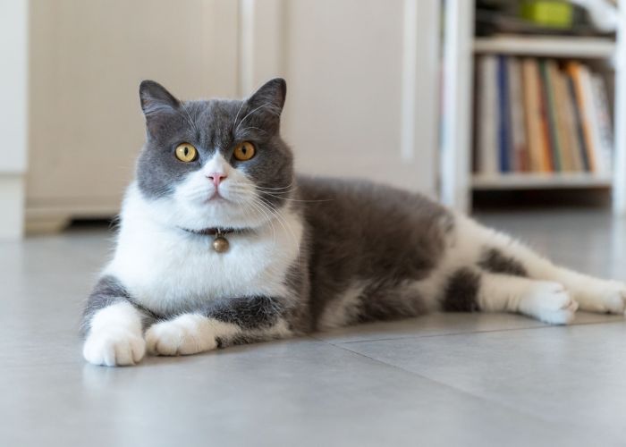 American Wirehair Grey and White Cat Breeds