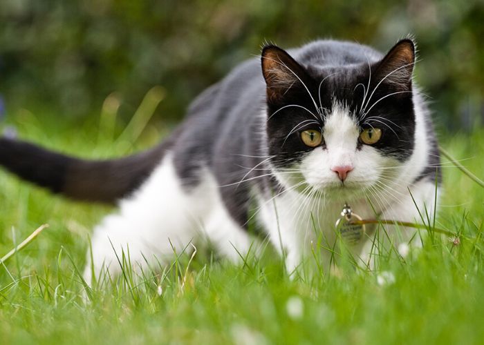 Why Do Cats Arch Their Backs When You Pet Them?