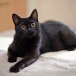 Black Cat Breeds Physical Characteristics