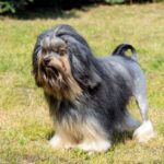 Lowchen Dog Breed