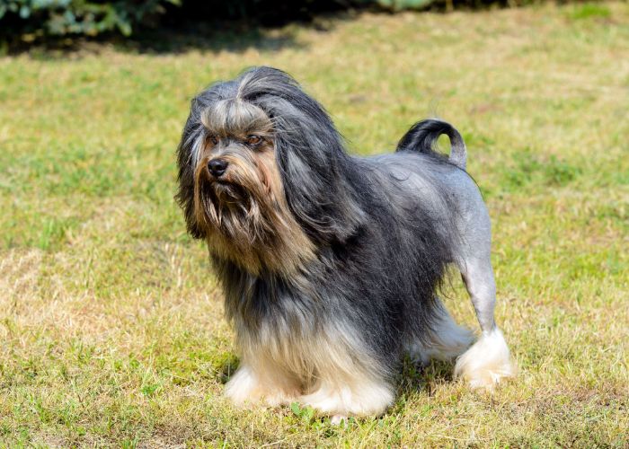 Lowchen Dog Breed