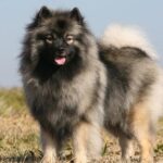 Tips for Keeshond Grooming