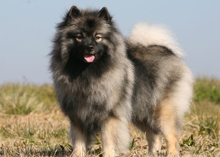 Tips for Keeshond Grooming